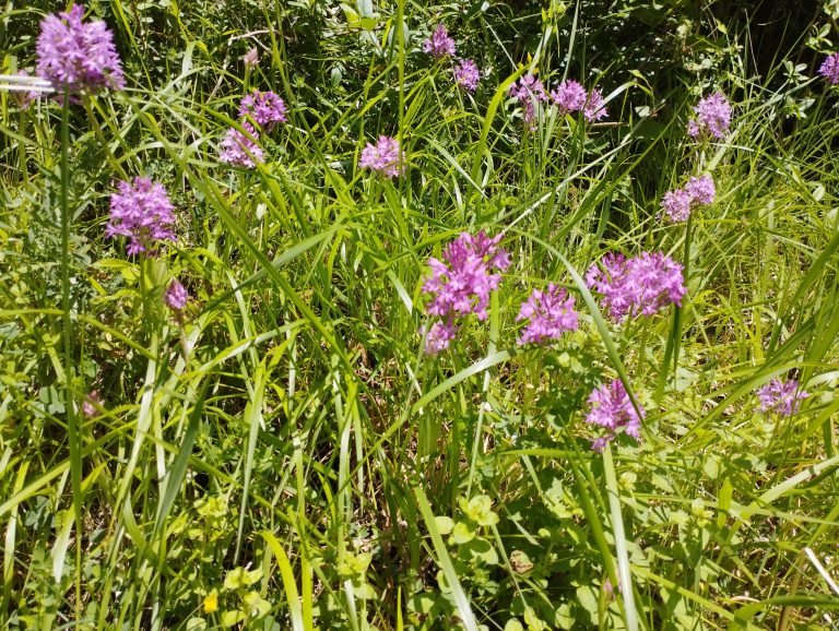 Des orchidées sauvages sur les coteaux du Vic-Bilh