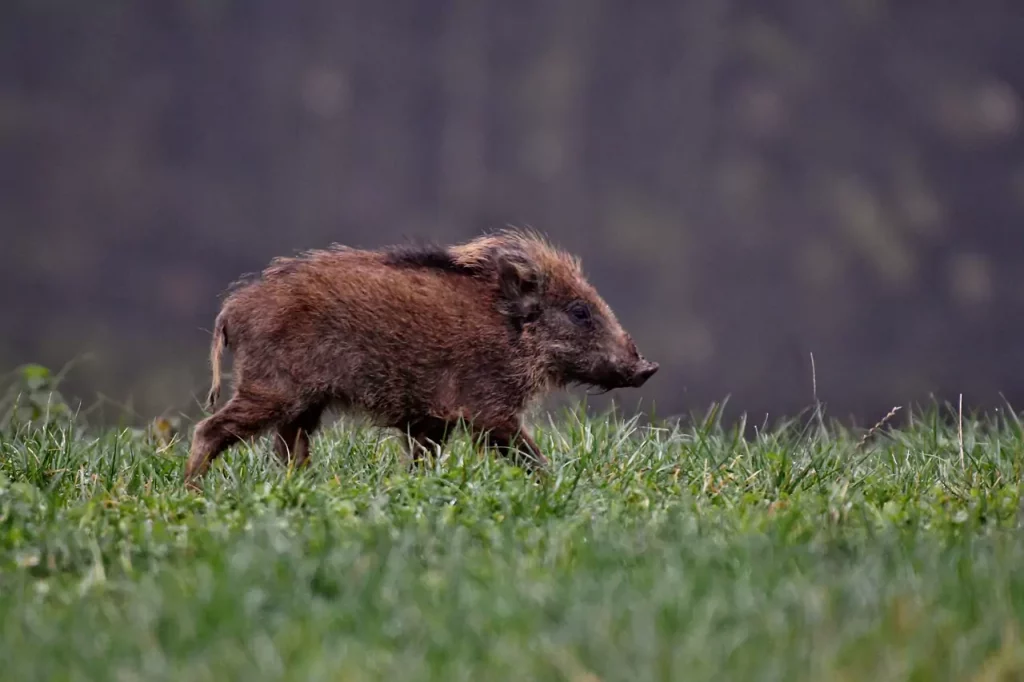 Photo d'un sanglier dans l'herbe